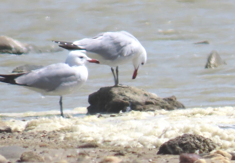 Audouin's Gull